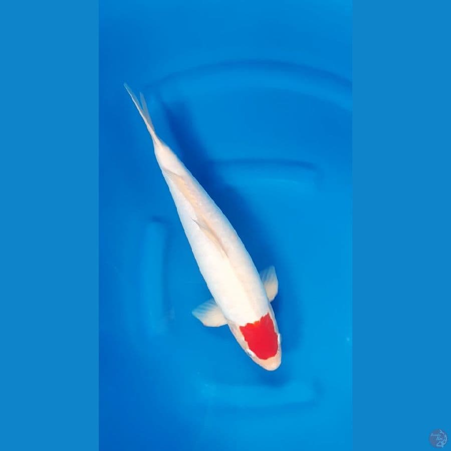 SHUKUFUKU 4 - Ori Tc Kohaku Doitsu 38cm/m⁶