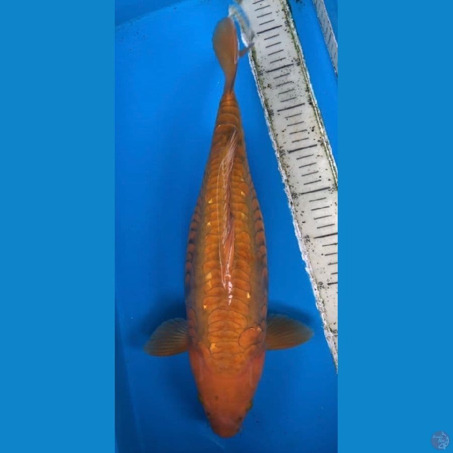 chagoi aragoke super bulky 45bu