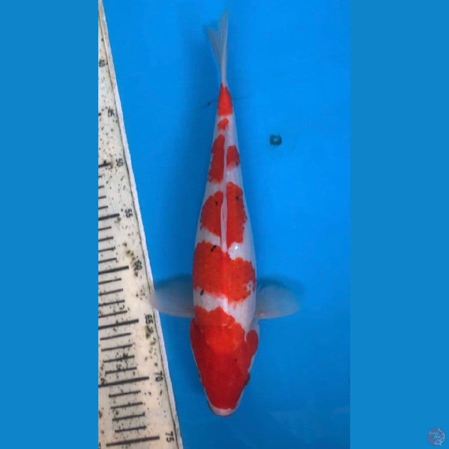 sanke tategoi 34cm