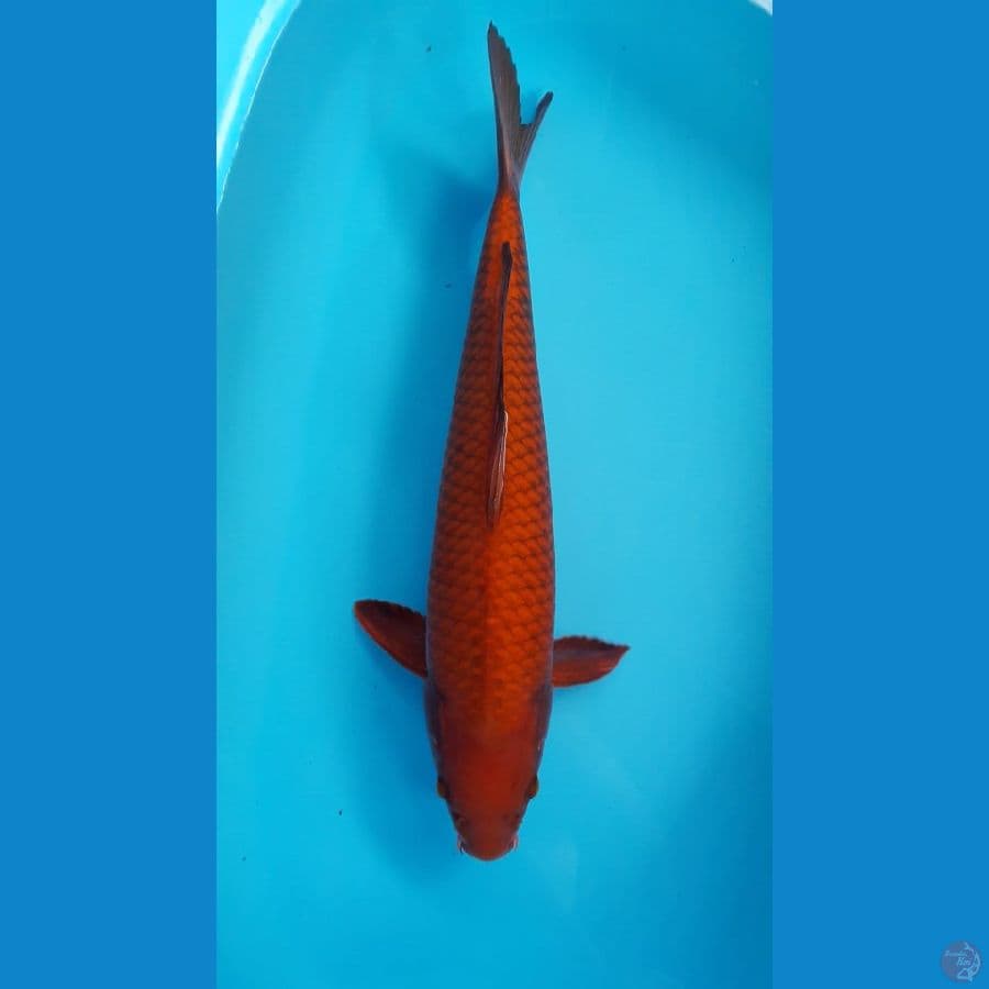 52cm chagoi jantan