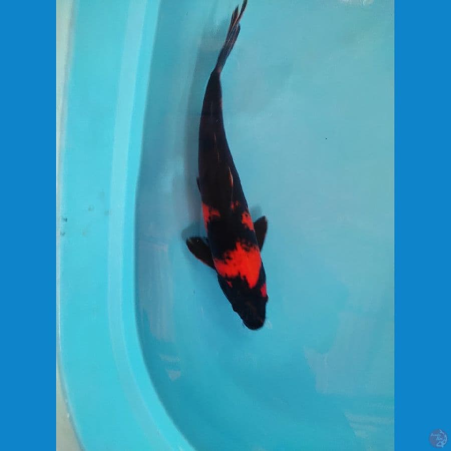 Utsuri 35 cm up male