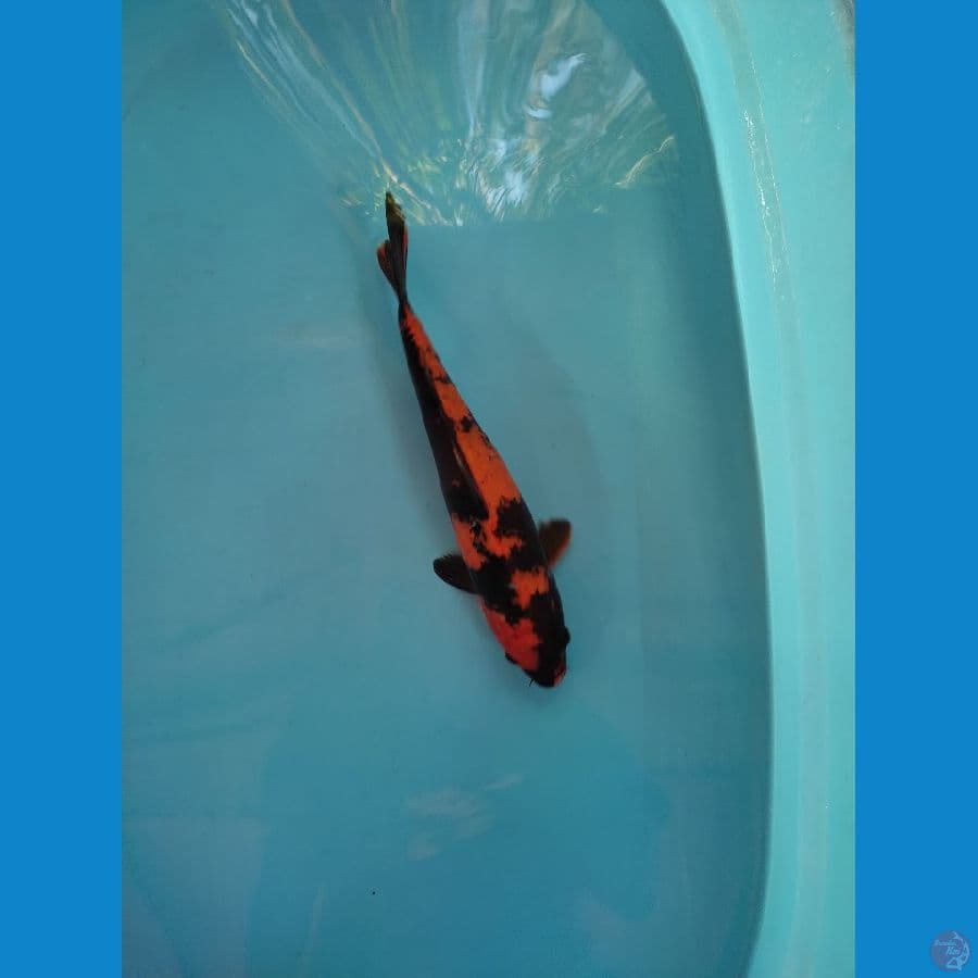 Utsuri 30 cm up