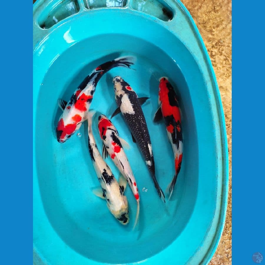 29-32 cm mix