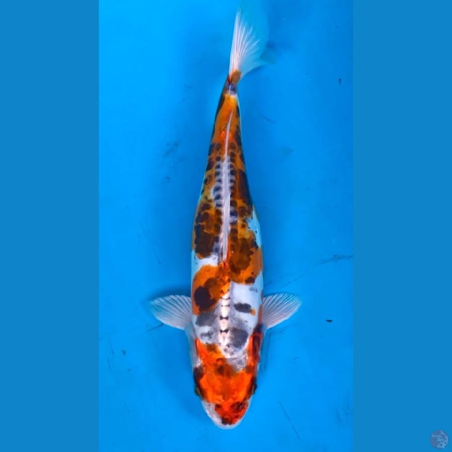 kawarimono antik 33cm