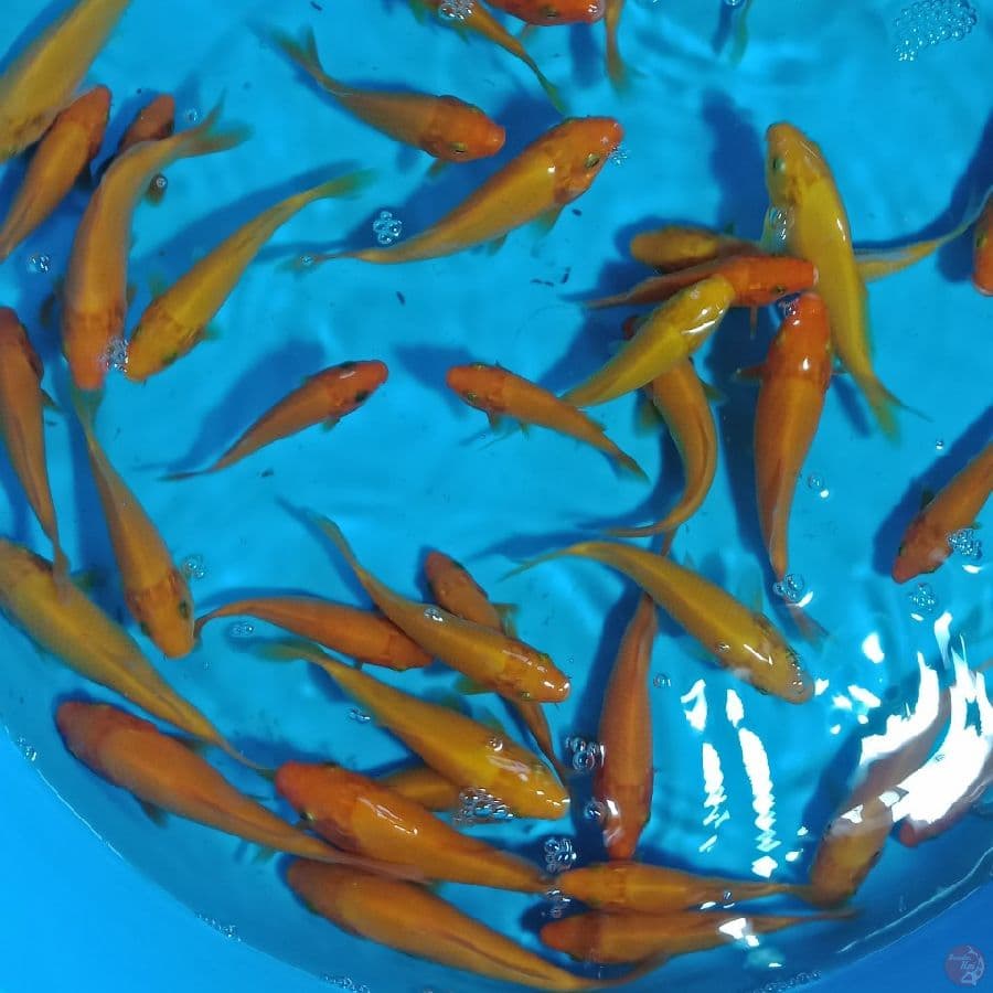 MIX RED KARASHI