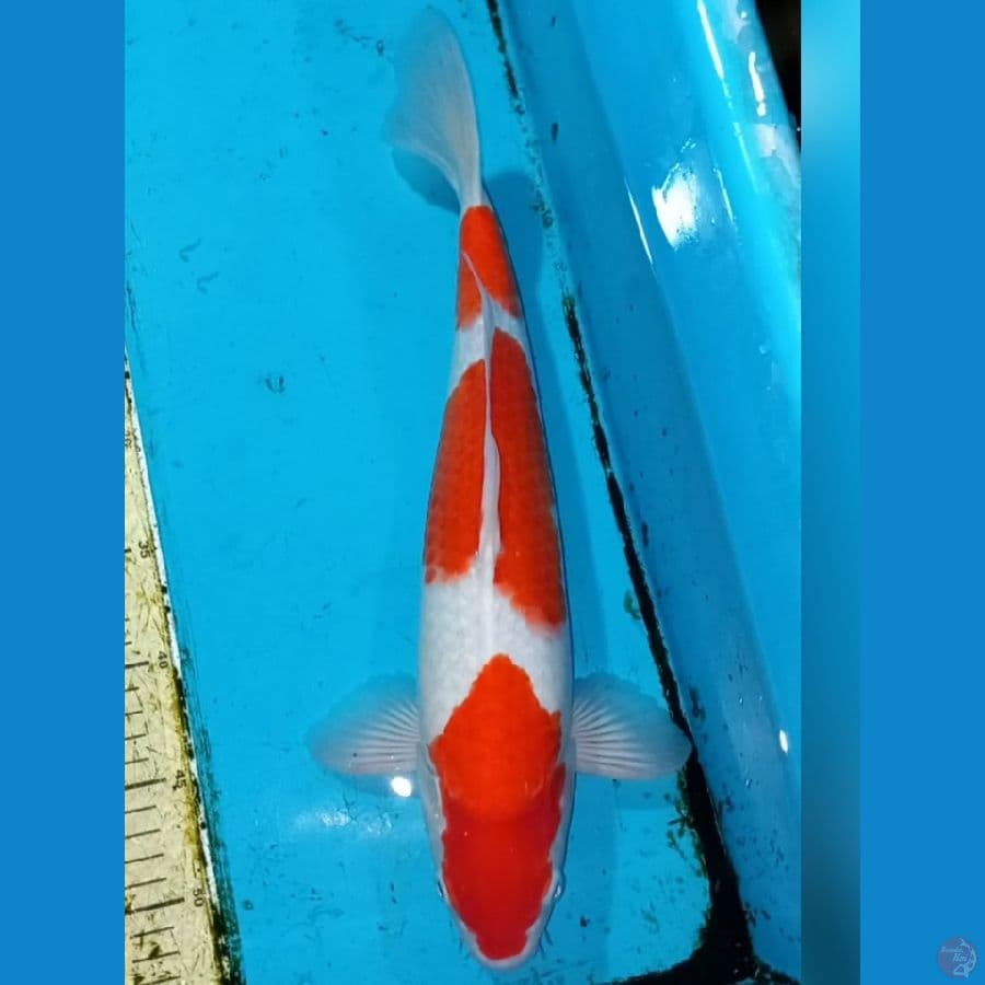 Kohaku 40 cm Male