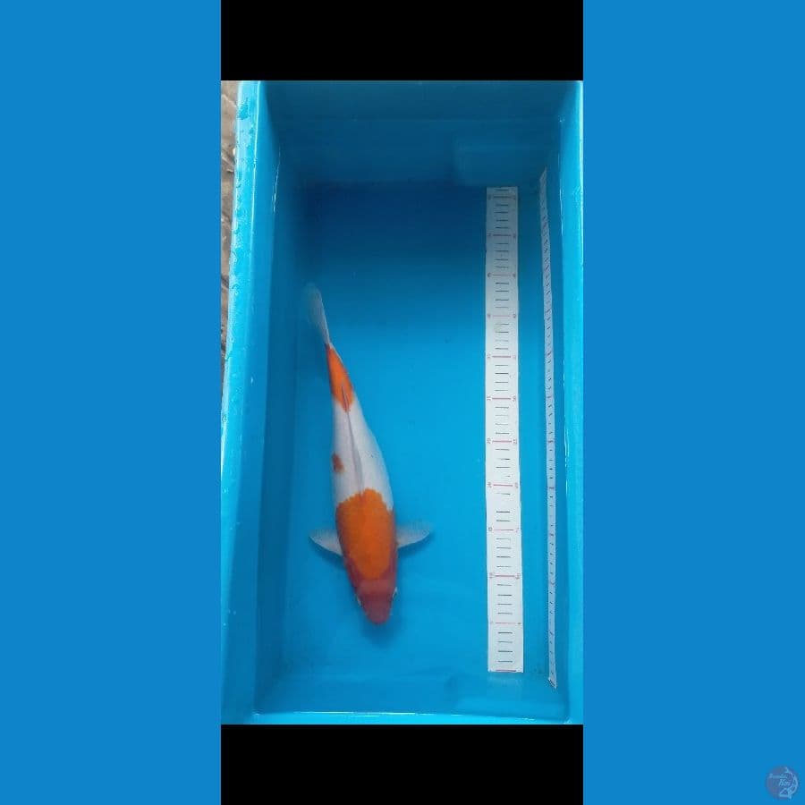 Kohaku 36 cm