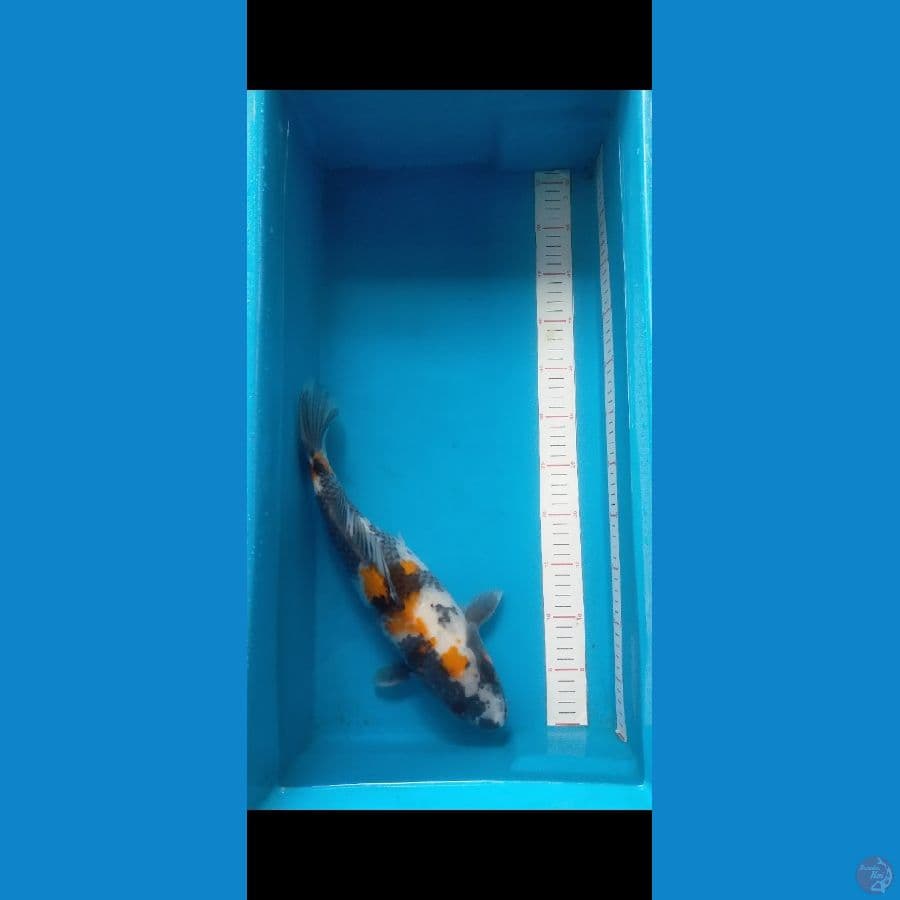 Showa 38 cm