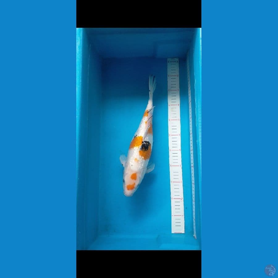 Sanke ginrin 38 cm