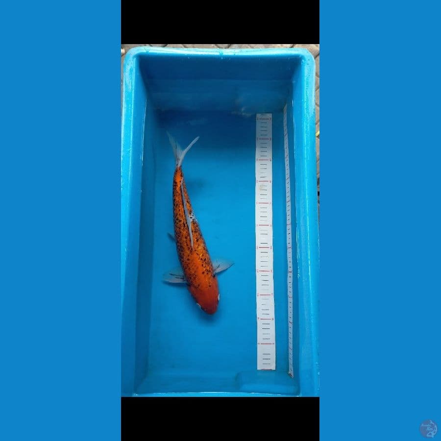 Matsukawabake ginrin 38 cm