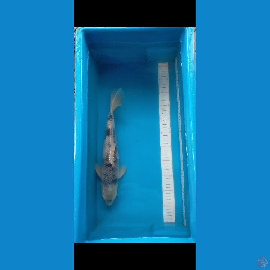kage utsuri 40 cm