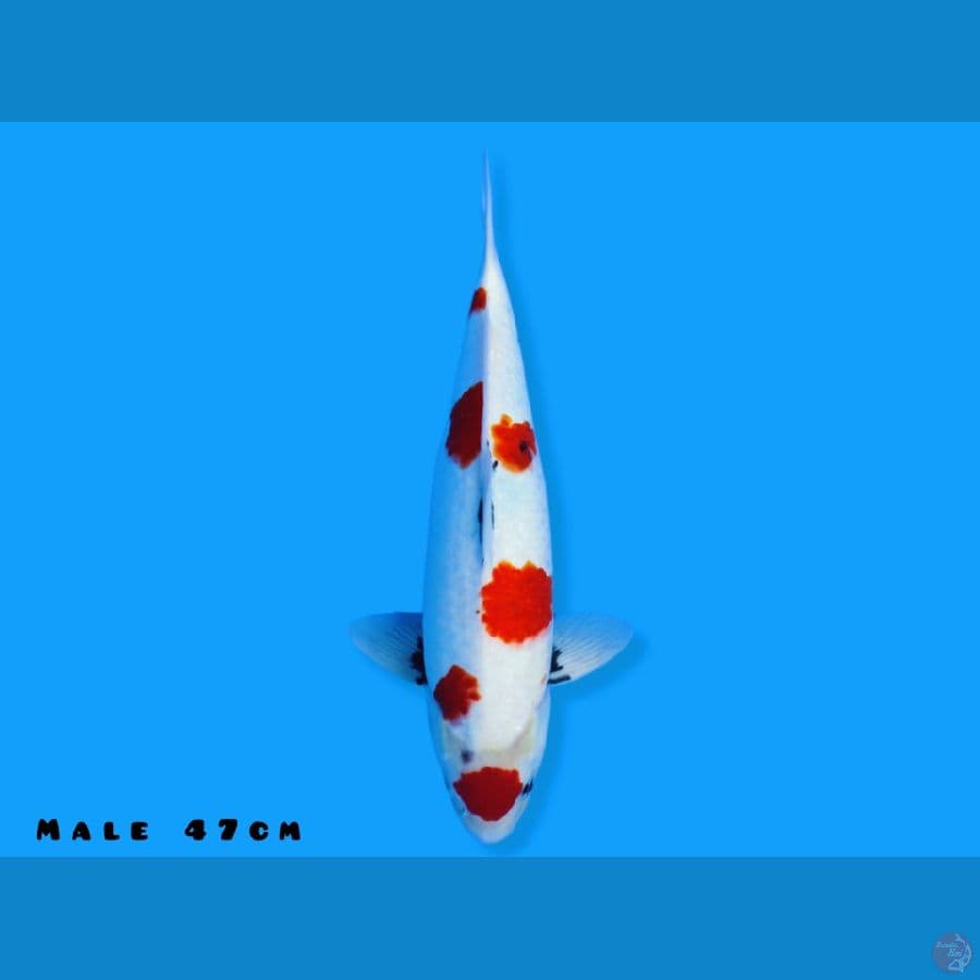 maruten showa 47cm jantan