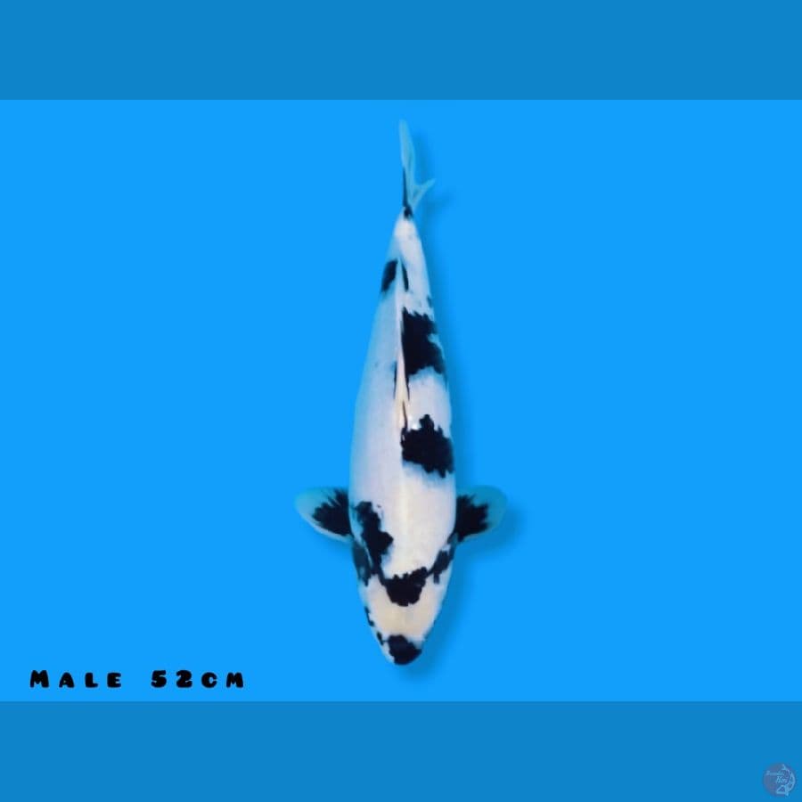 shiro omosako 52cm jantan
