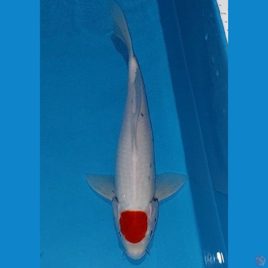 Tancho 33 cm