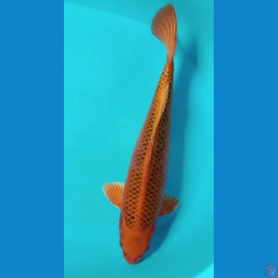 matsuba sq 37cm male