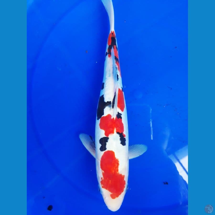 subosumi doitsu.32cm