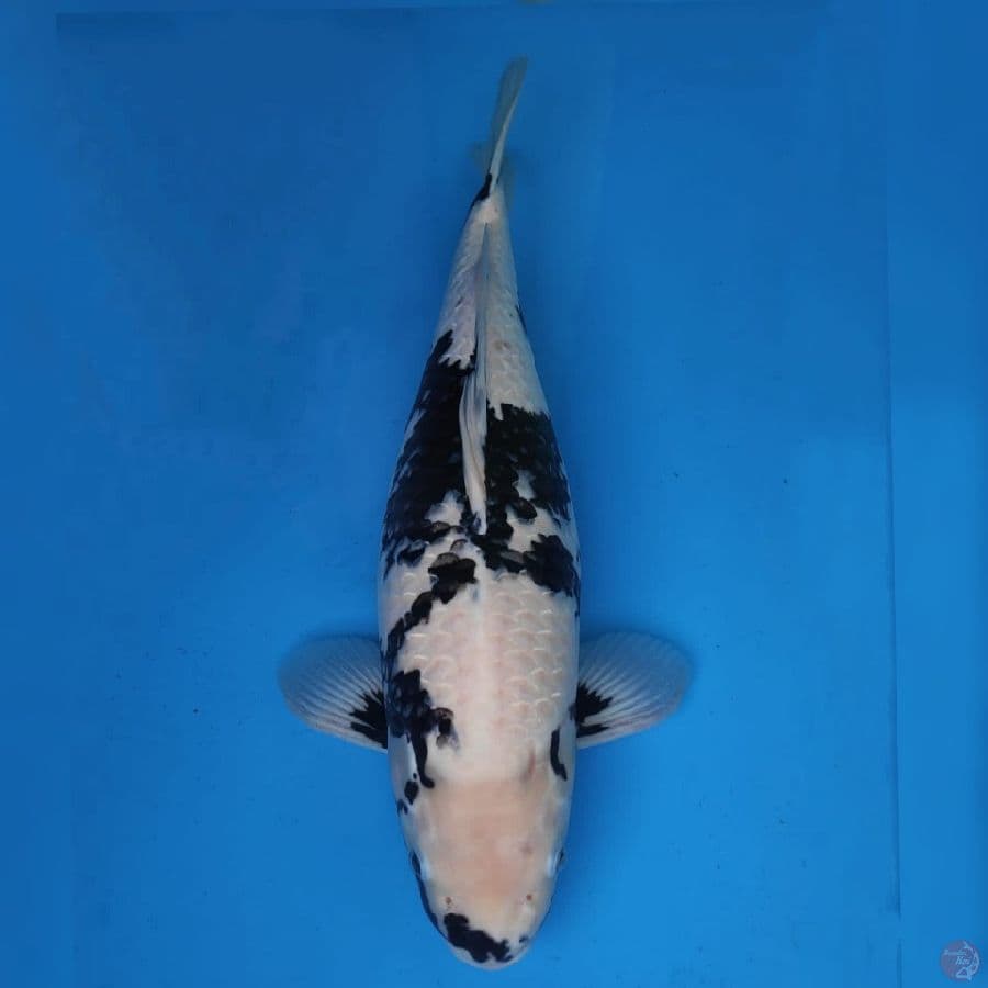 jumbo Shiro F1