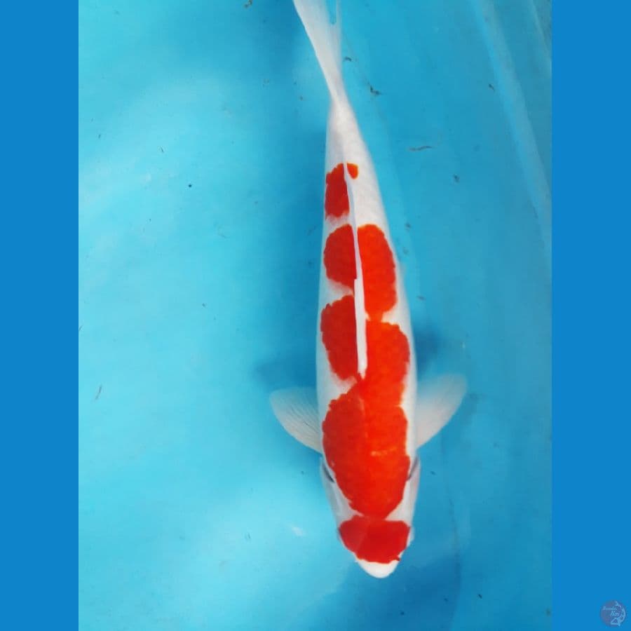 kohaku 40xm
