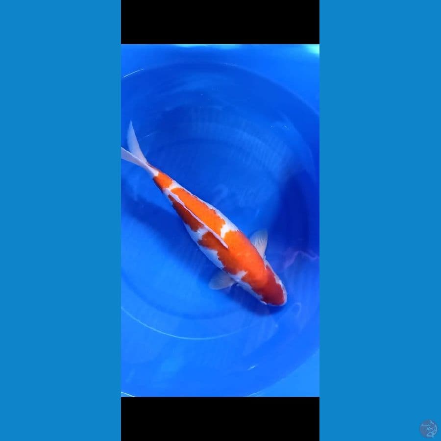 KOHAKU 45 CM