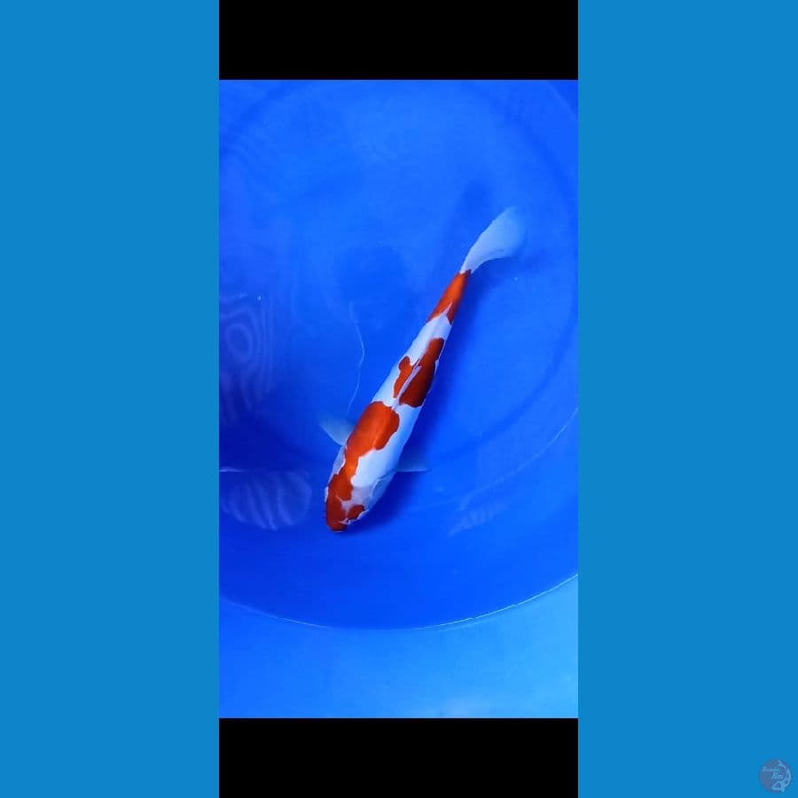 BAHAN KOHAKU DOIT 32CM