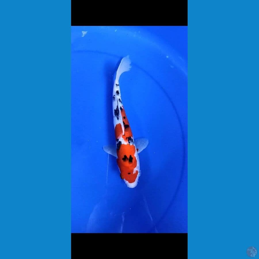 SANKE 26 cm