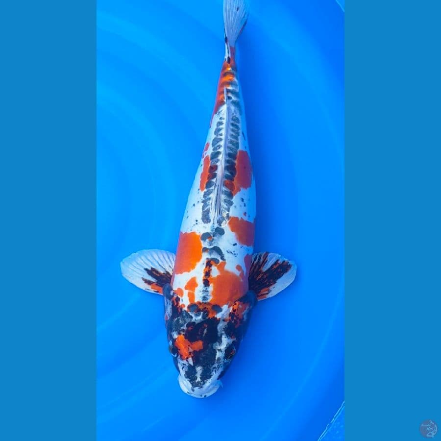 beni kikokuryu f 51cm
