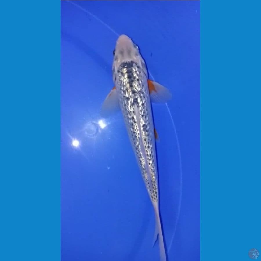BARANG LANGKA jantan 25CM