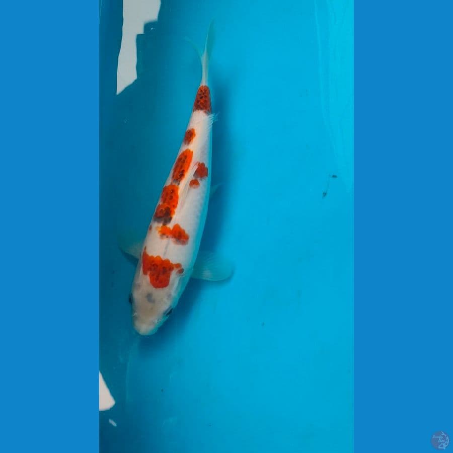 ai goromo f1 25cm original patren