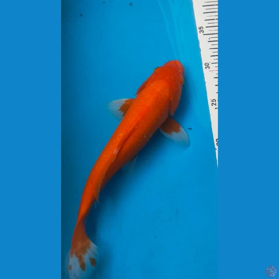akahajiro 28cm