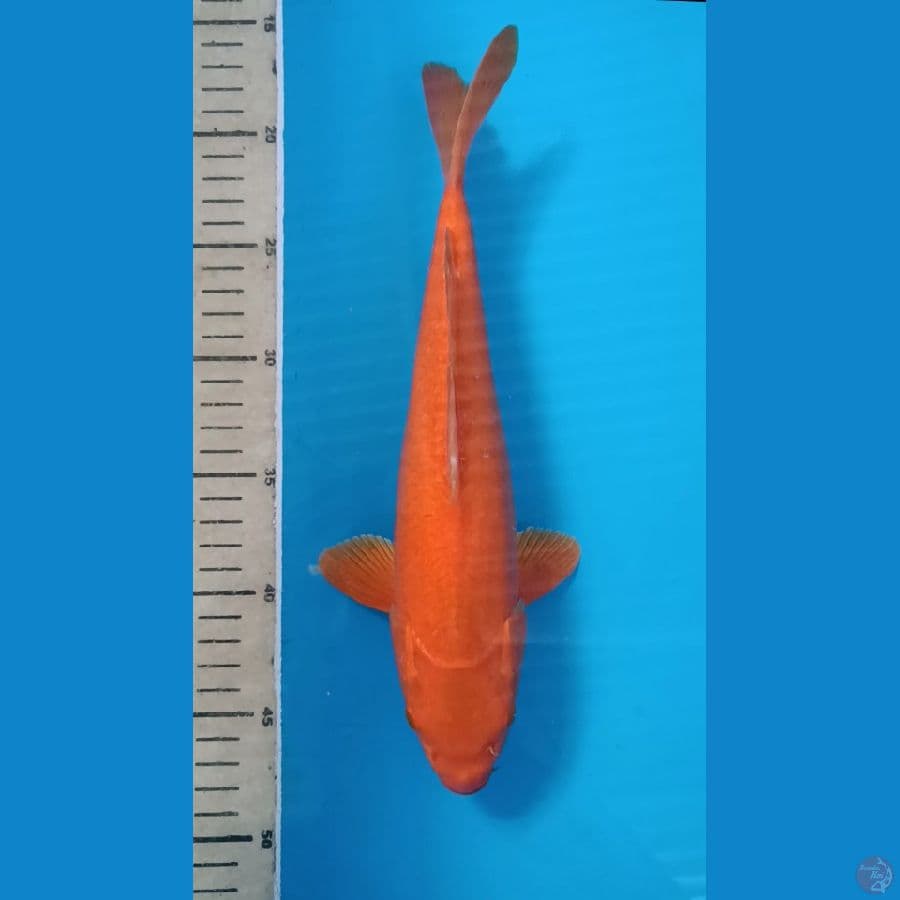 karasi