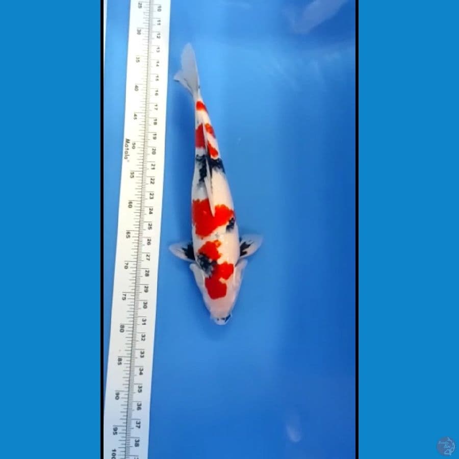 showa 43cm