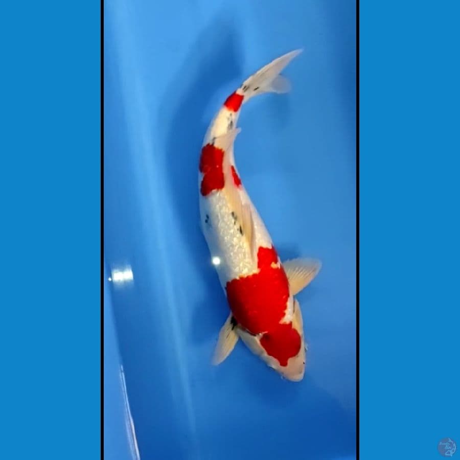showa ginrin 47cm