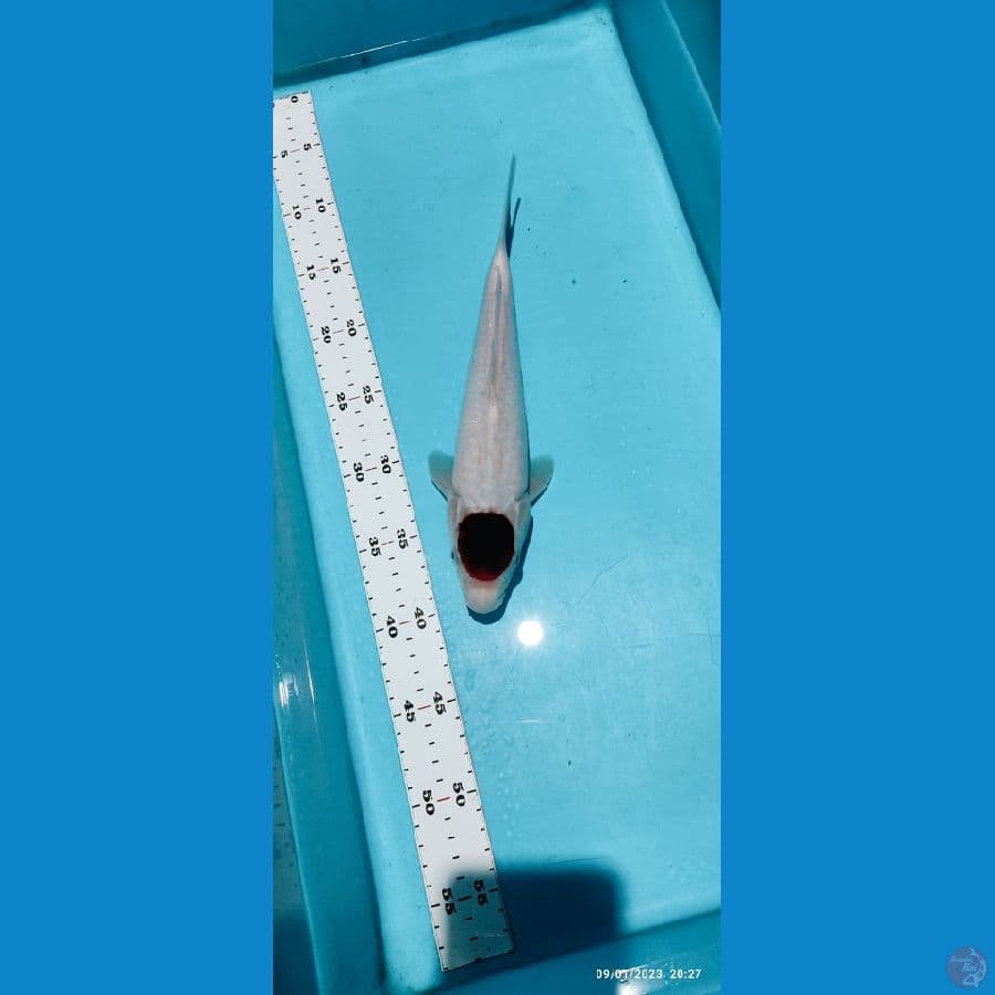 Tanco goromo- 30 cm