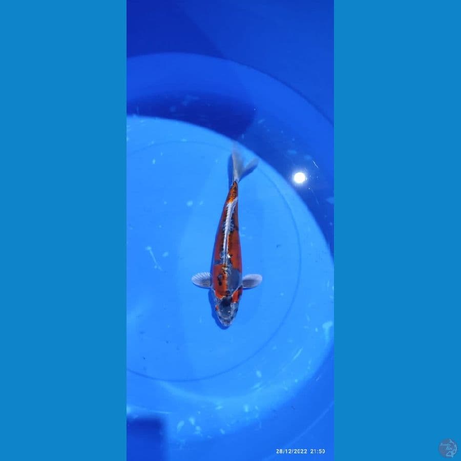 Kiko - 30 cm