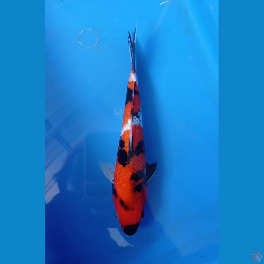 KAISAR KOI BLITAR - SHOWA GINRIN HQ 22CM