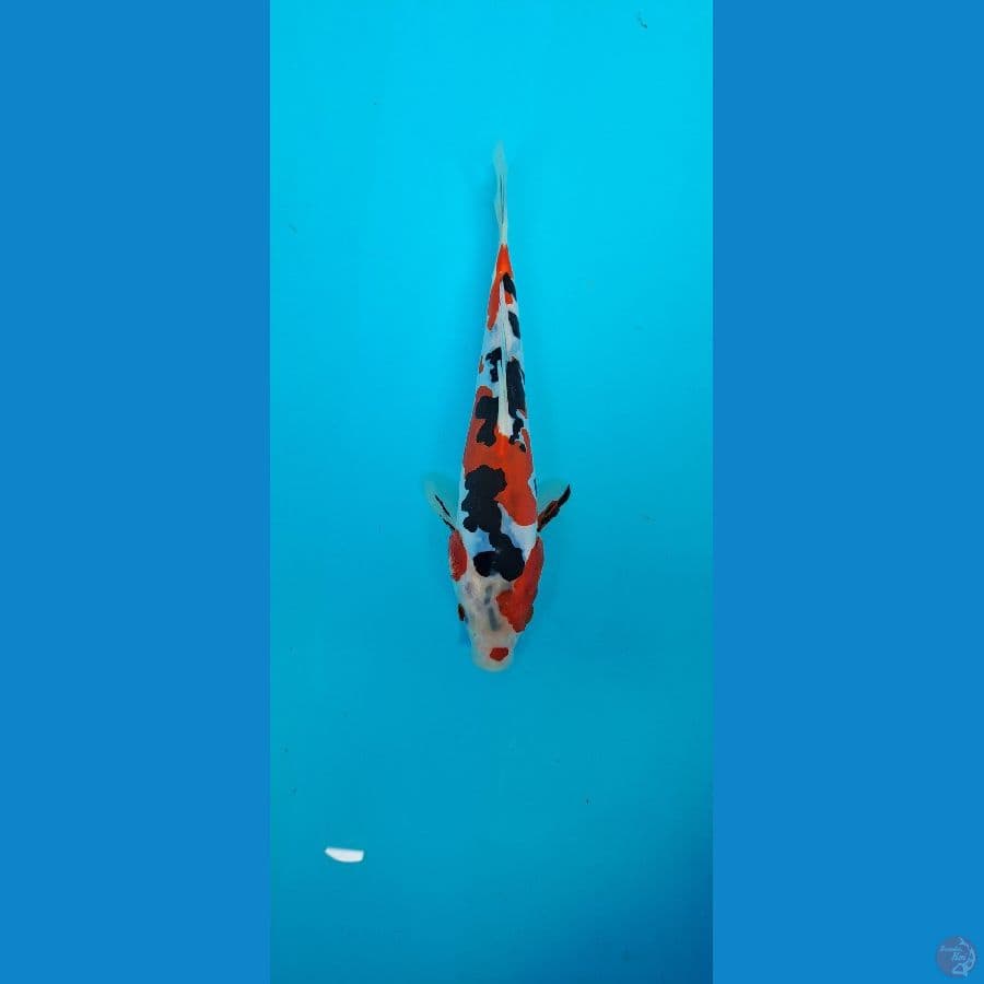 doitsu 22cm