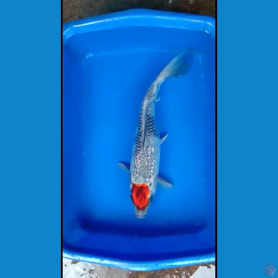 tanco kage ginrin 35cm