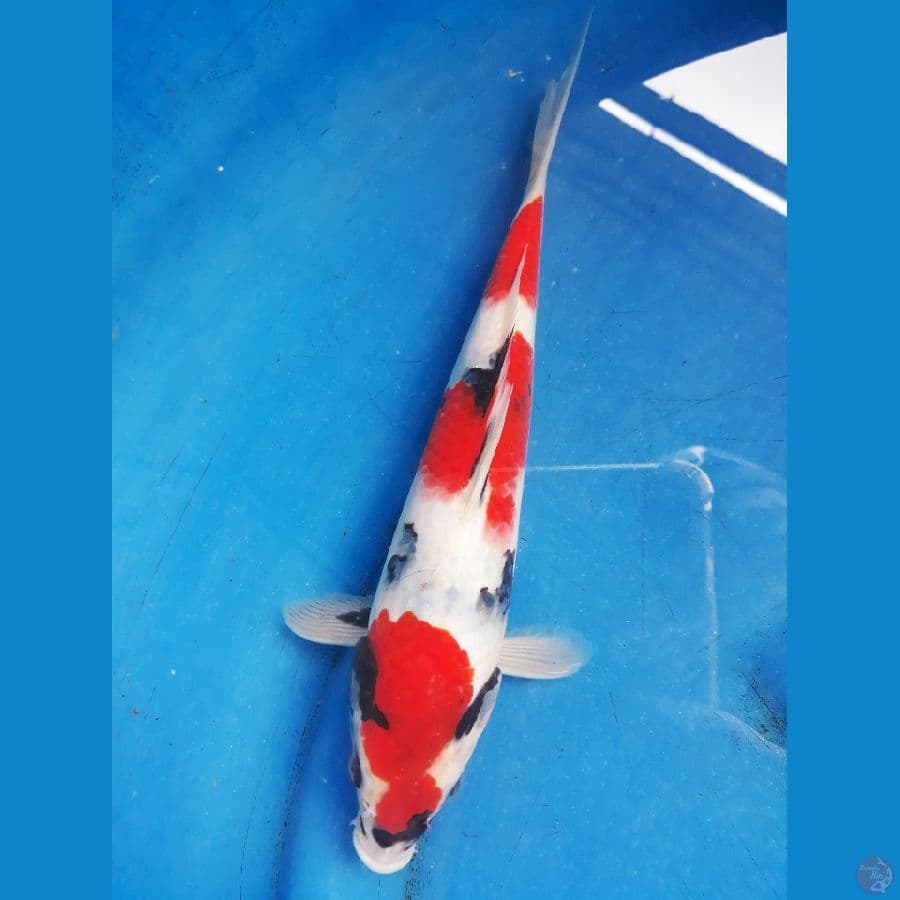 showa 22cm