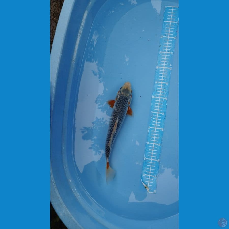 asagi 32cm jantan