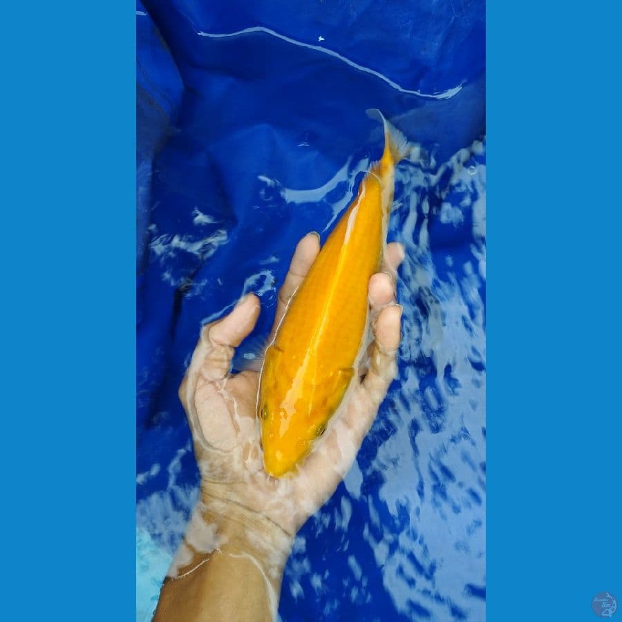 25 cm mata merah