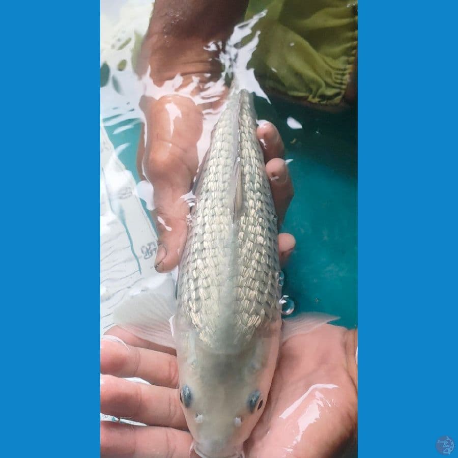 soragoi ginrin male 34cm