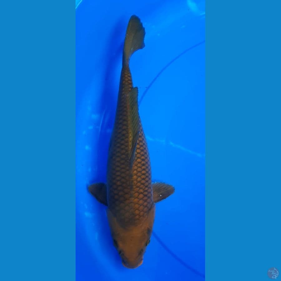 chagoi 35cm bodi bulki