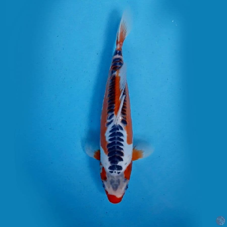 Hana shusui 30cm male