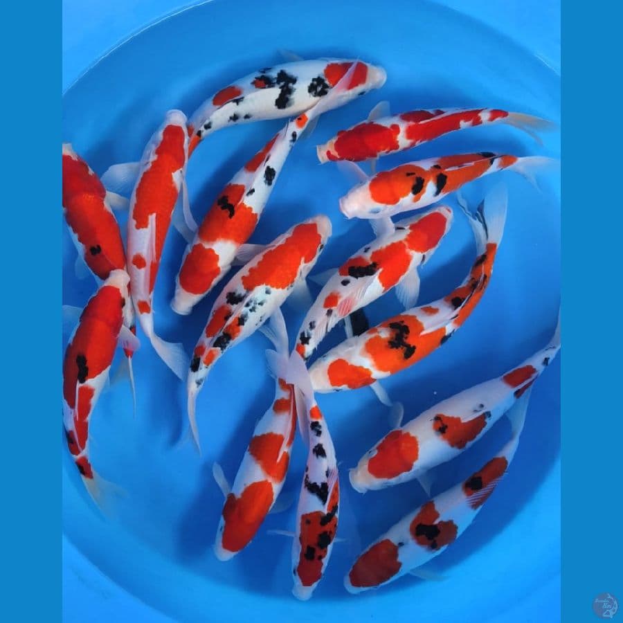 original kohaku sanke 26-35cm 14ekor
