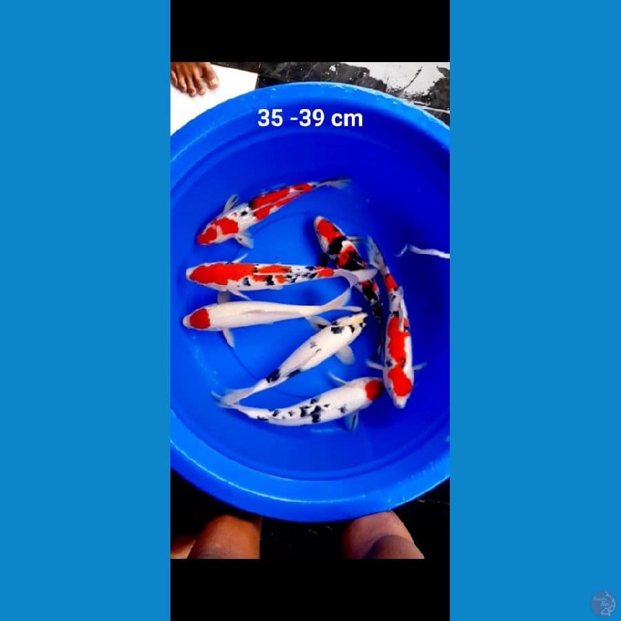 paket mix 7 ekor