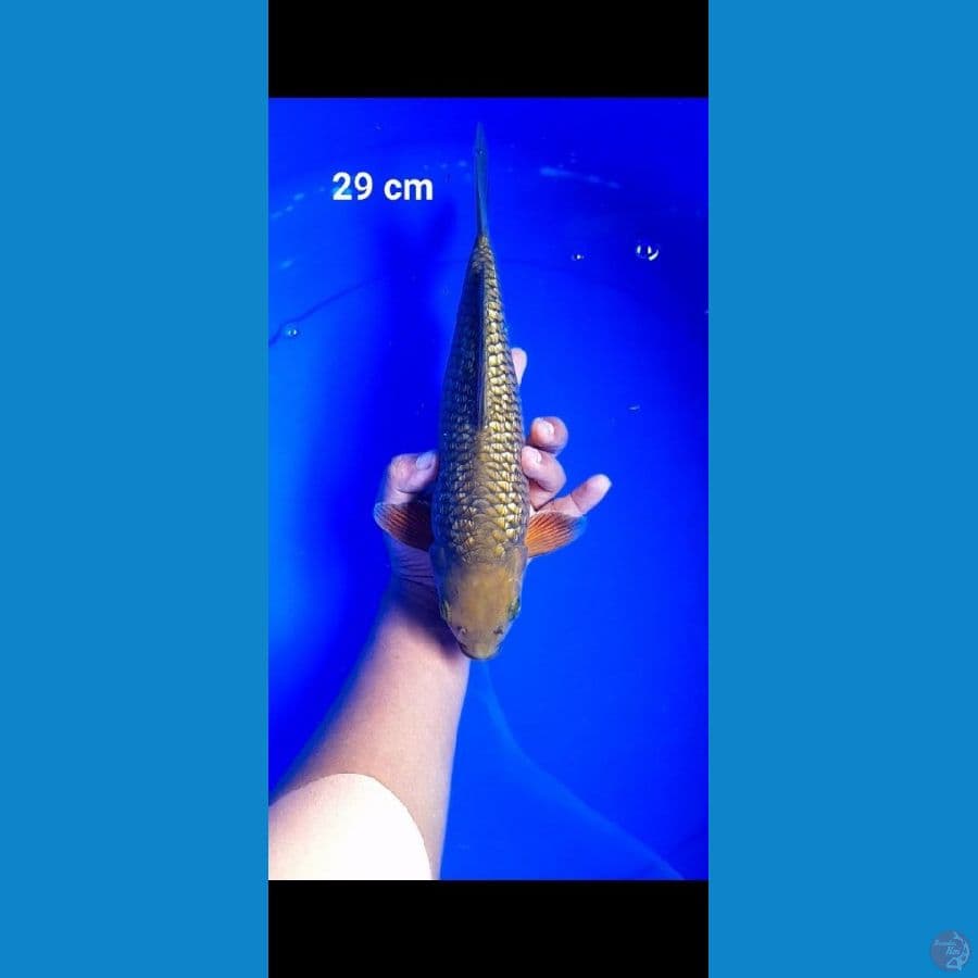 midori ginrin body oke