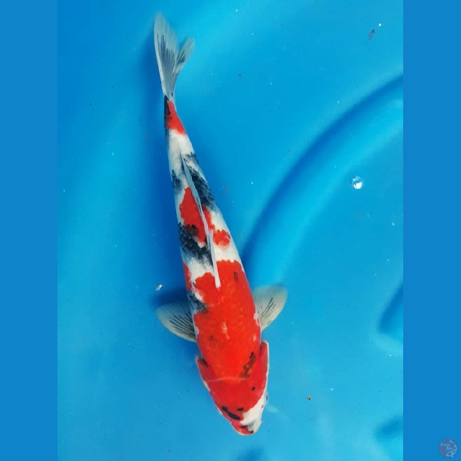 showa 35cm