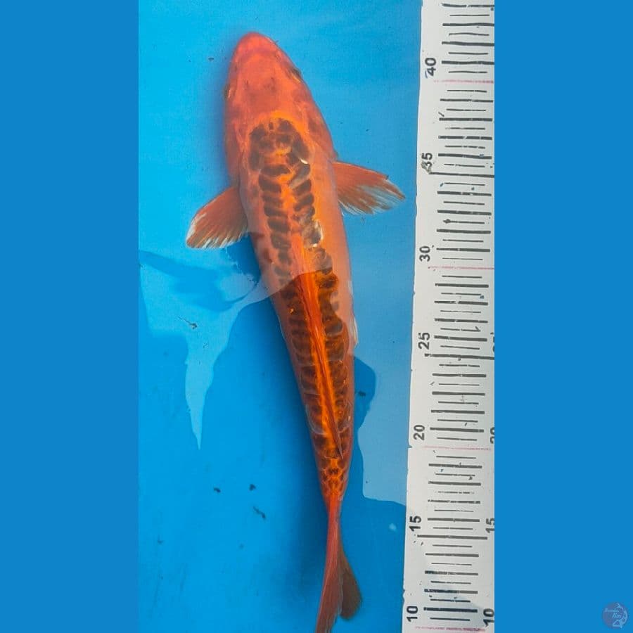 akamatsuba doitsu 35cm