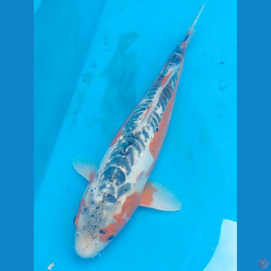 shusui f 60cm