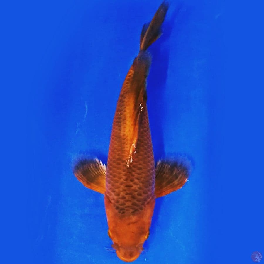 caramel sleyer 30cm